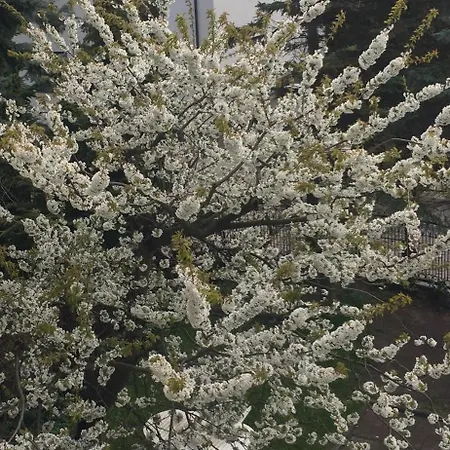 Typu - Przy Plazy Orlowo アパート グディニャ